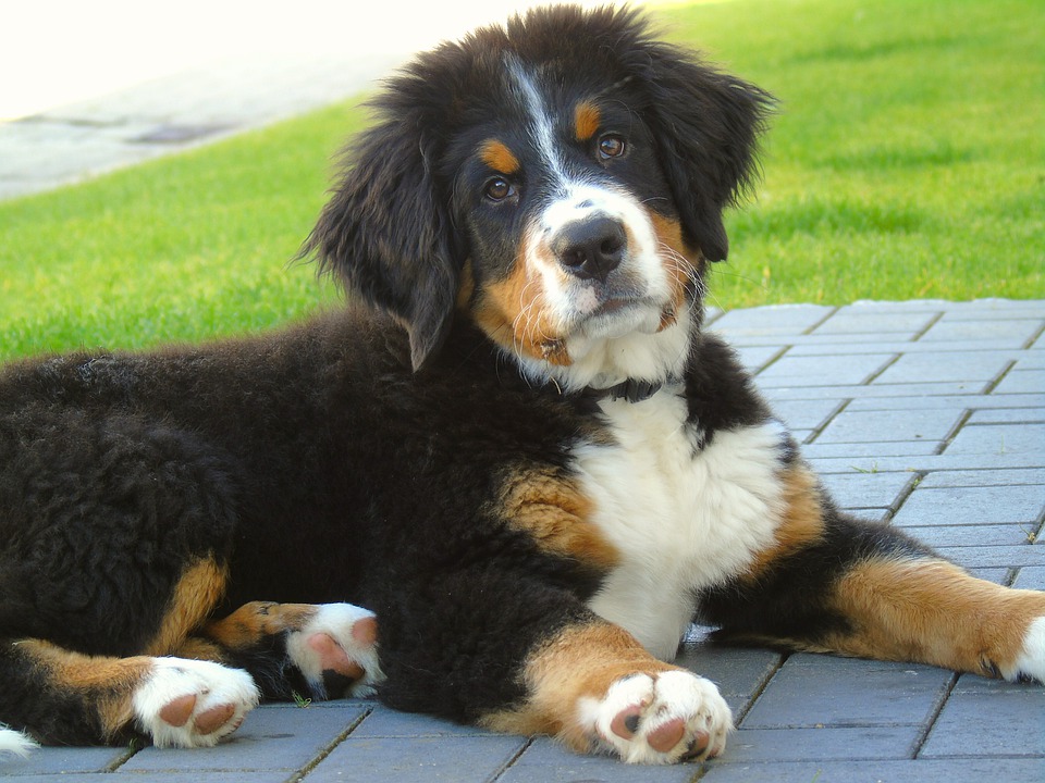 The Benefits And Limitations Of Using Puppy Pads